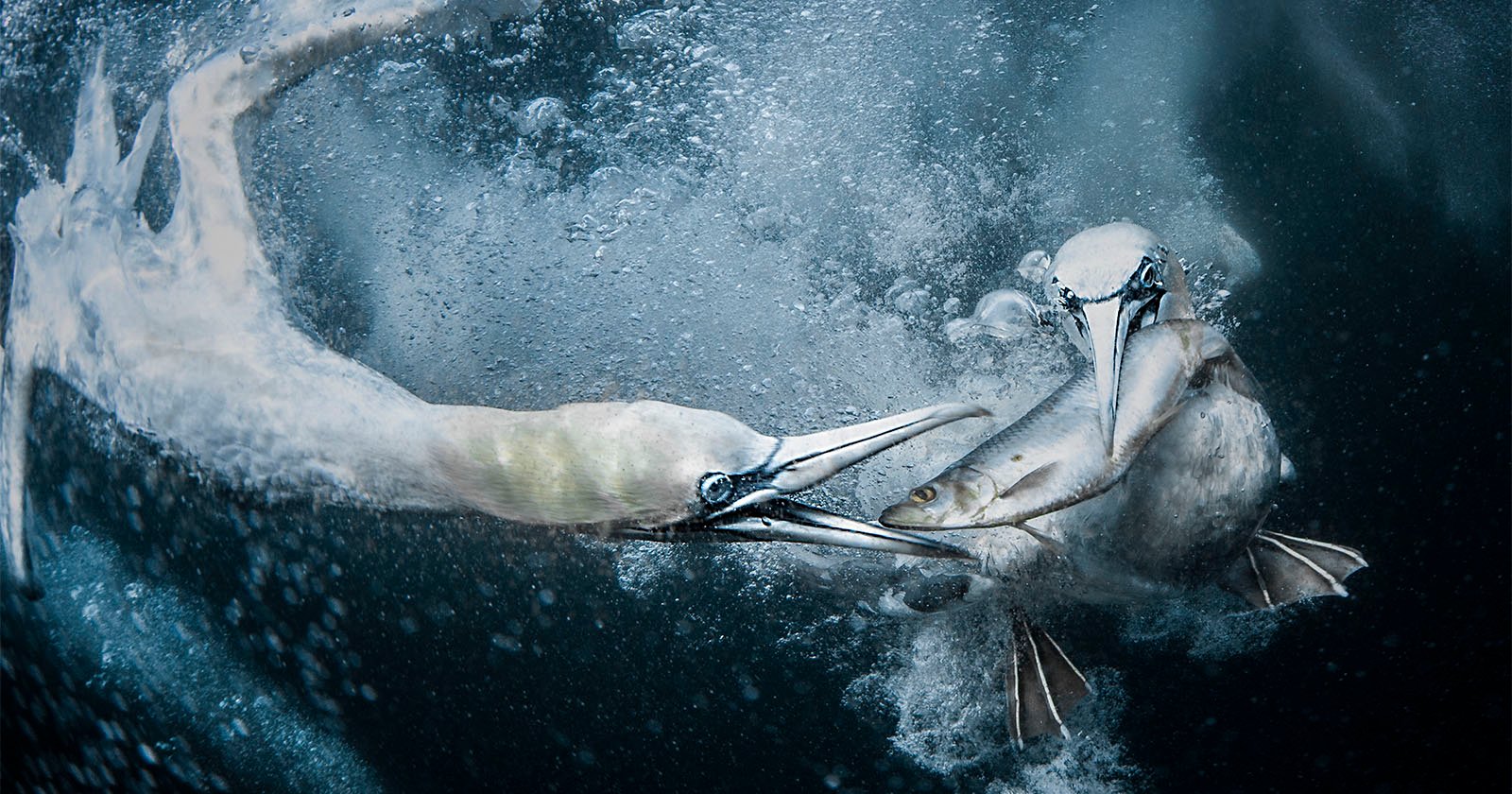 Glorious Gannet Portrait Wins World Nature Photography Awards