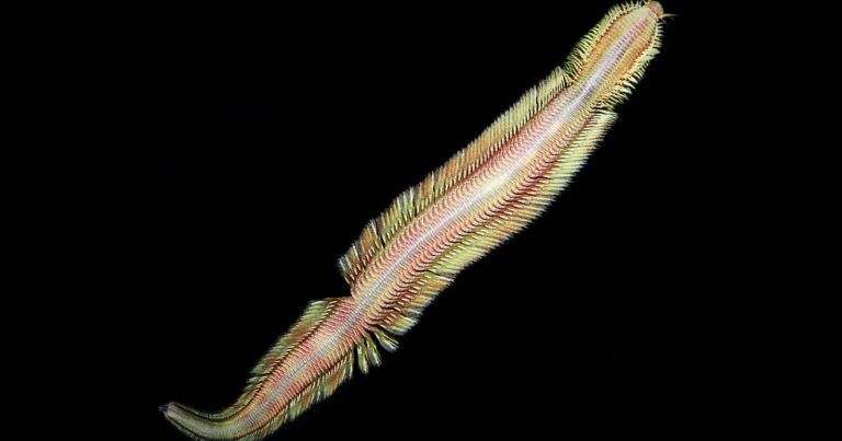 Scientists Photograph Never-Before-Seen ‘Living Magic Carpet’ Worm in Ocean