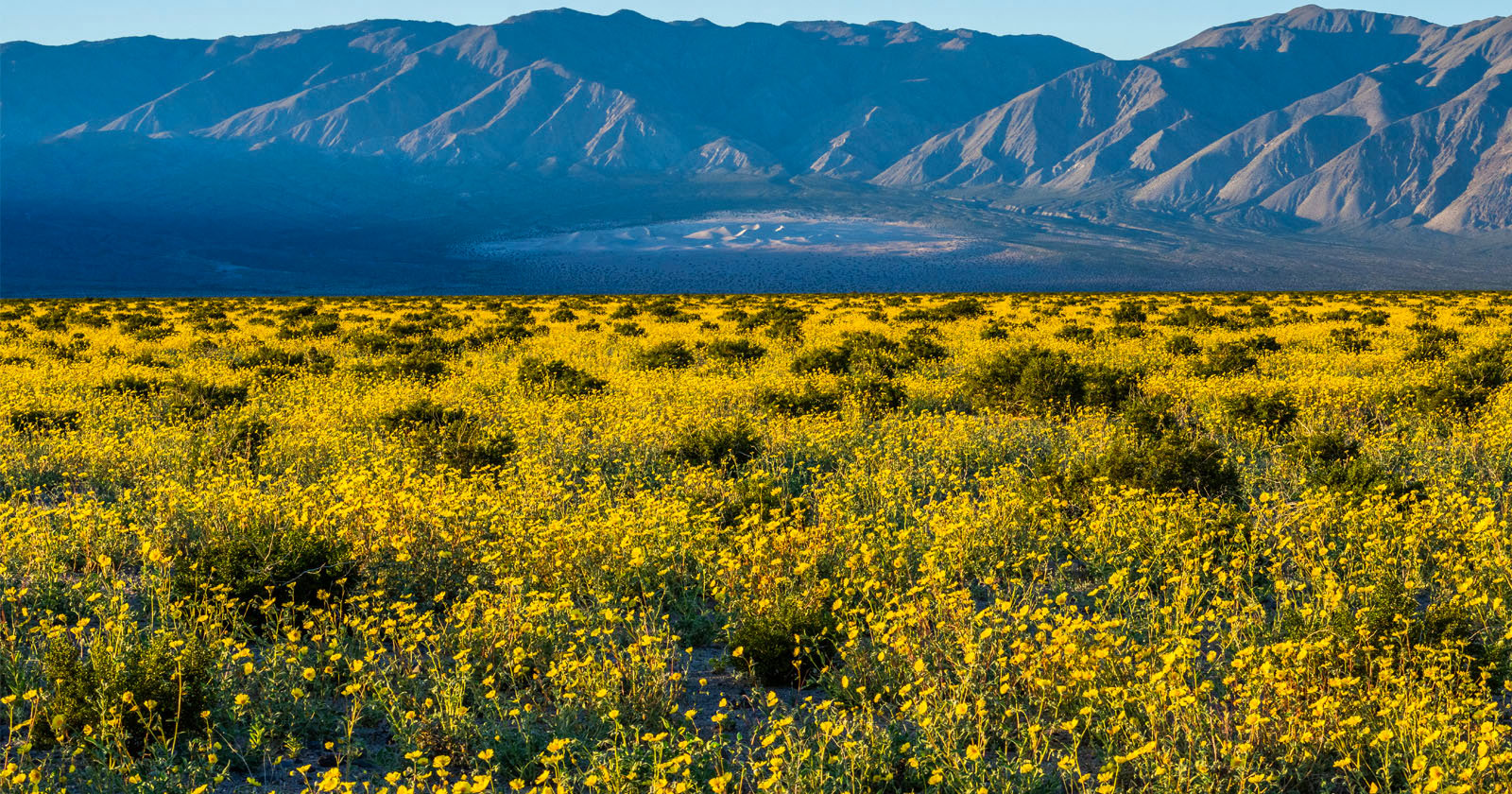 Photos Show Wildflower Superbloom Covering Death Valley in California