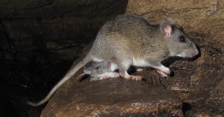 Trail Camera Captures Rare Allegheny Woodrat in West Virginia