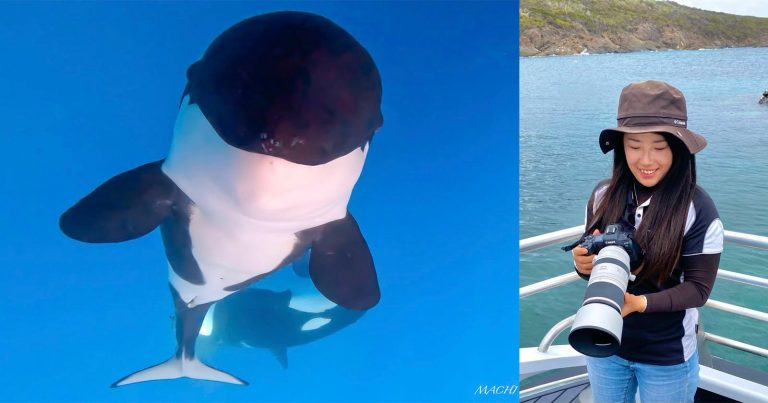 Japanese Photographer is Living Her Dream Capturing Orcas All Over the World