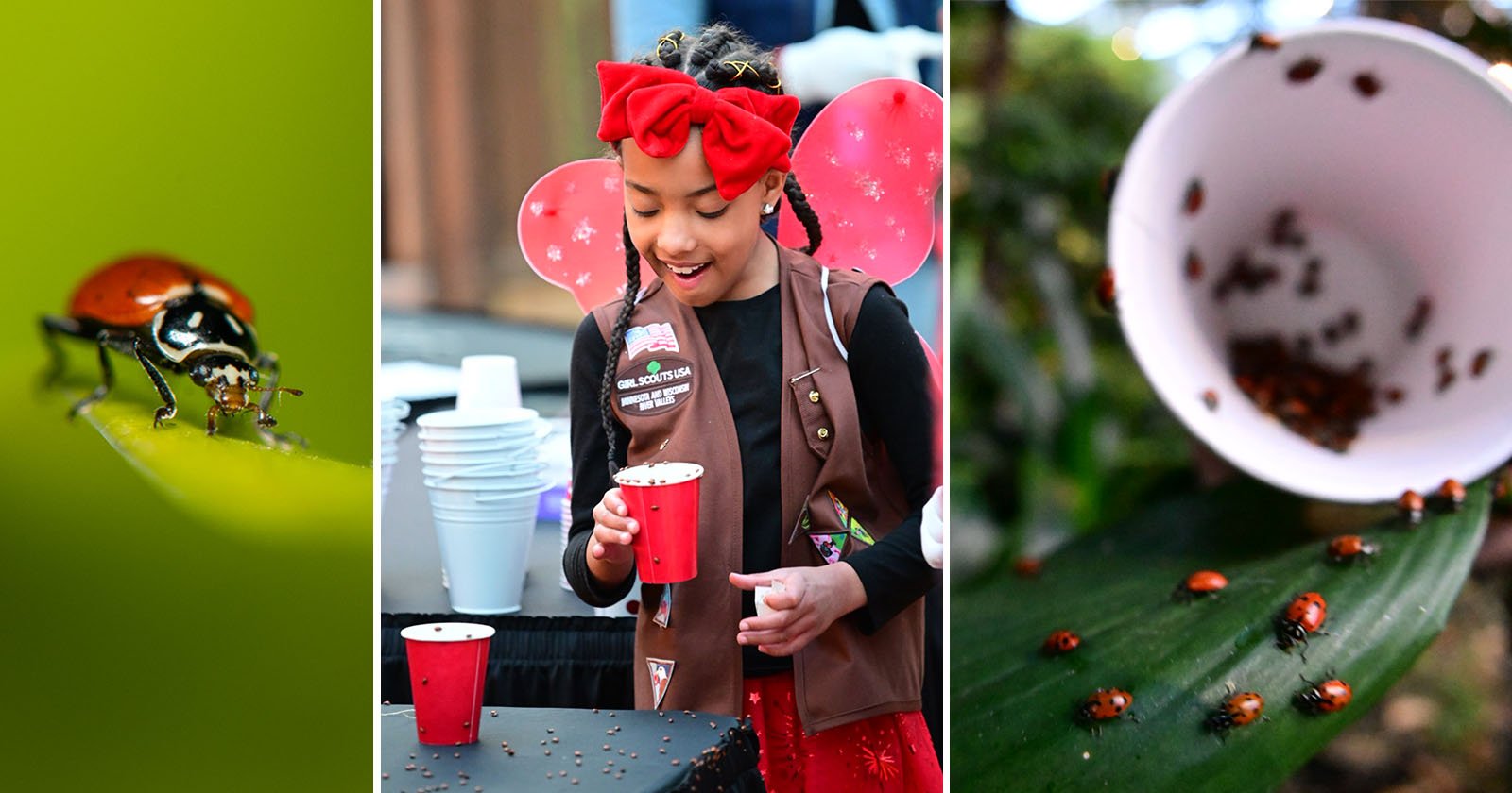 In Photos: 144,000 Ladybugs Released Into the Mall of America on Earth Day