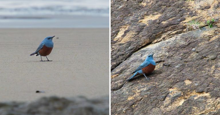 How an Enthusiastic New Photographer Made Birding History