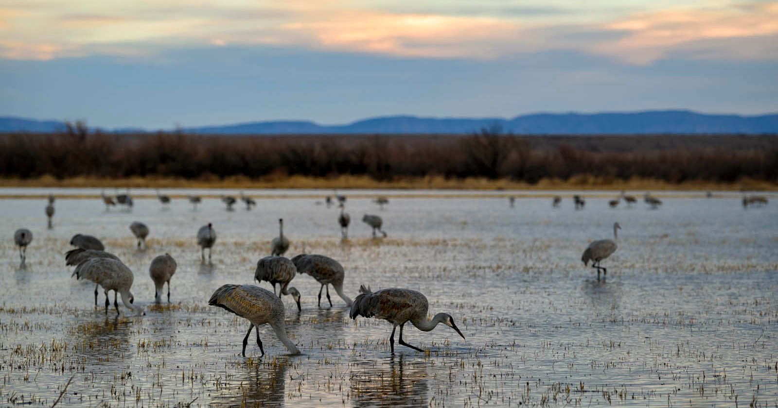 Bird Photography in New Mexico’s Rio Grande Valley