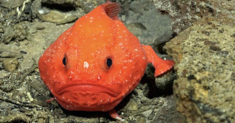 Scientists Photograph 50 Never-Before-Seen Deep Sea Species