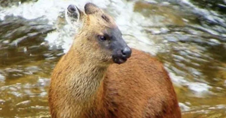 First Photos of New Tiny Deer Species That Weighs The Same as a Dachshund