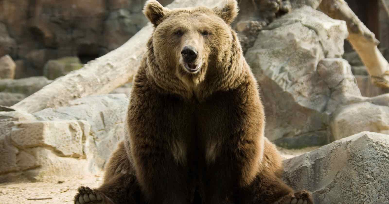 Tourist Mauled by Bear After Rolling Down Car Window to Take Selfie With It