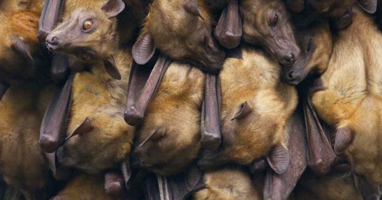 Cameraman Spends Three Weeks Living in a Tree to Film Millions of Bats