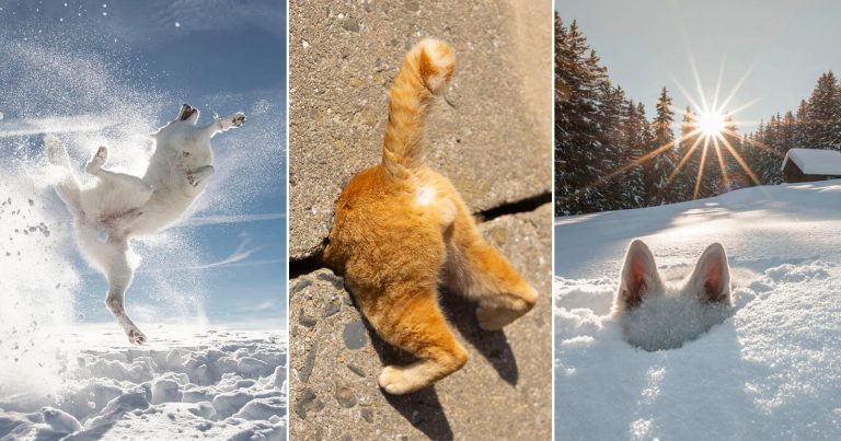 The 30 Comedy Pet Photo Awards Finalists Are Adorable and Hilarious