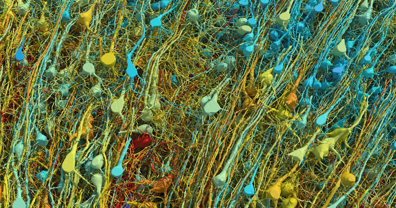 Groundbreaking Images Reveal the Human Brain at Nanoscale Resolution