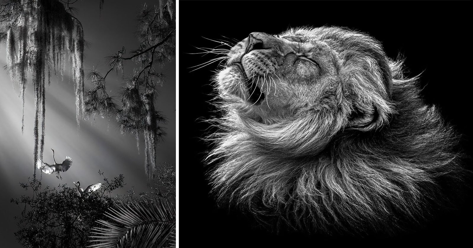 ‘One Shot’ Contest Winners Exemplify Emotion of Black and White Photos