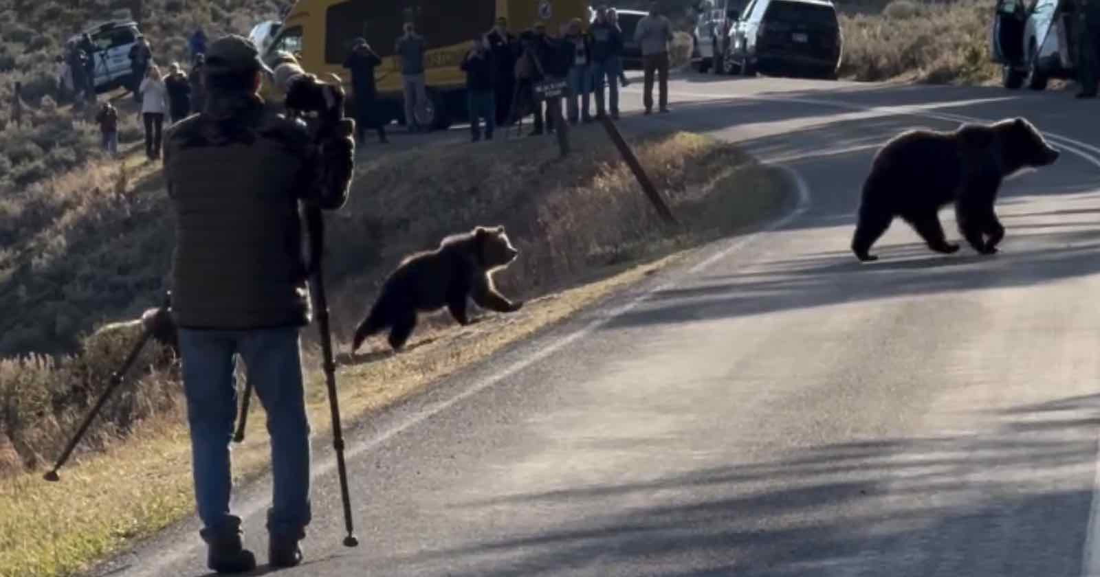 Yellowstone Park Guide Films Photographer Who ‘Refused’ to Leave Grizzly Bears