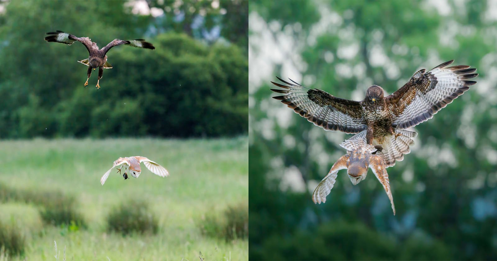 Photographer Captures Incredible Battle Between Hawk and Owl