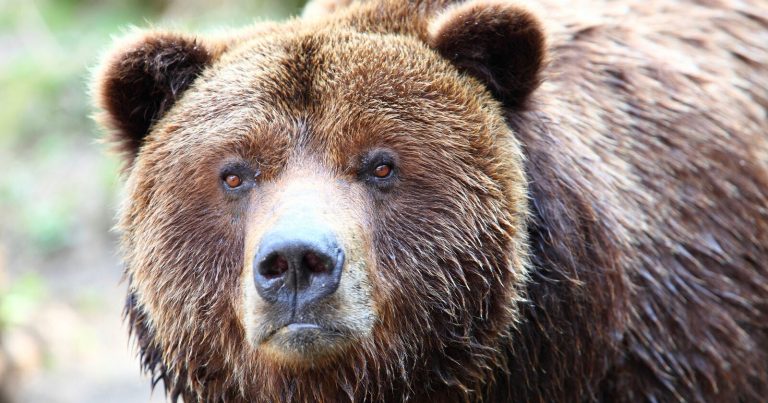 Photographer Loses $20k Legal Battle Over Traffic Ticket for Wounded Grizzly Bear