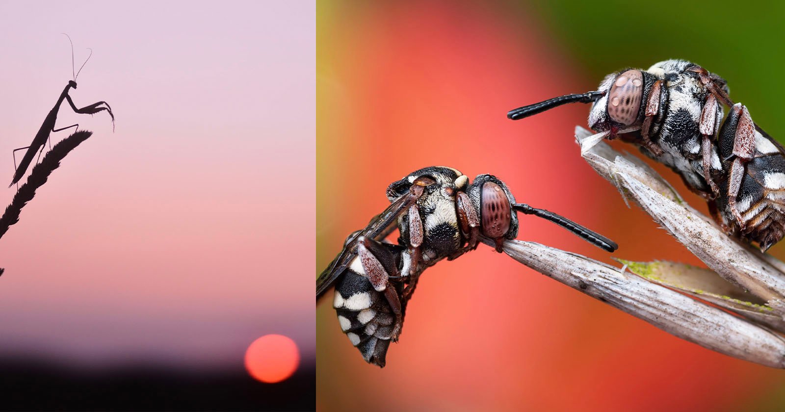 Pair of Sleeping Bees Wins Insect Photography Contest