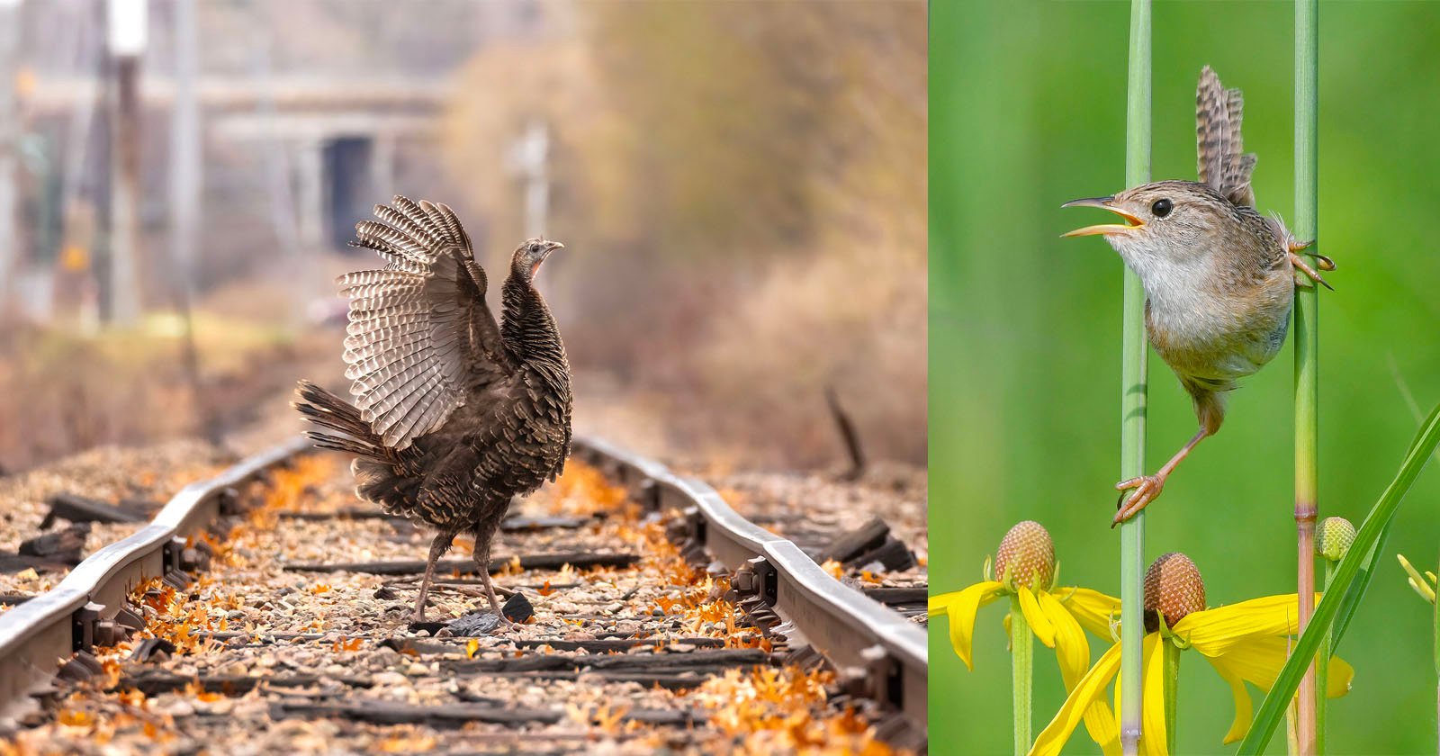 Beautiful Birds Celebrated in the 2024 Audubon Photography Awards