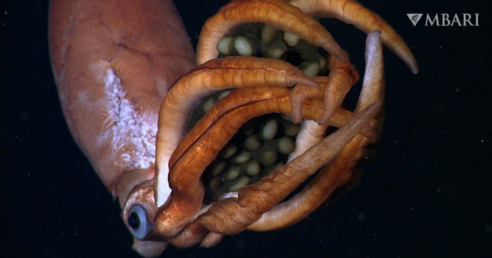 Scientists Capture Never-Before-Seen Footage of Deep-Sea Squid Cradling Huge Eggs