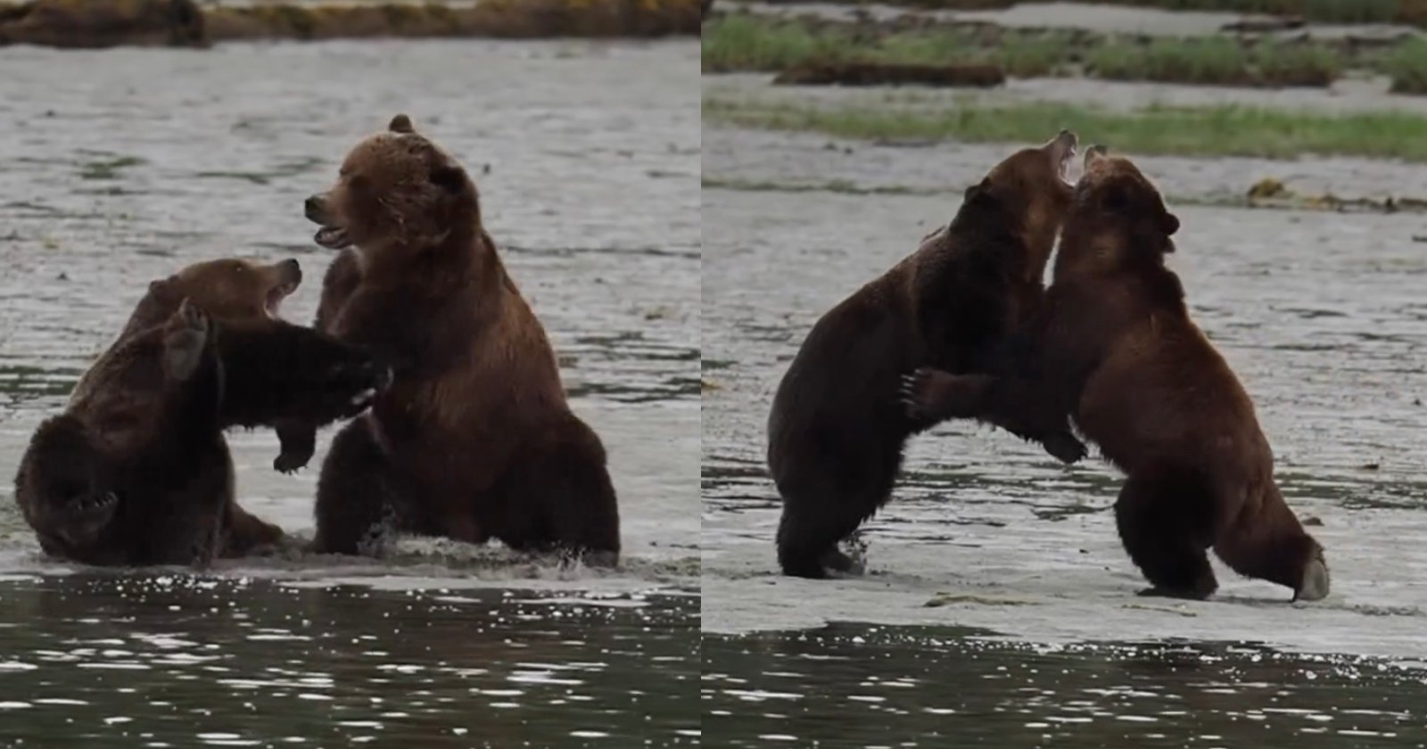 Photographer Films Epic and Intense Fight Between Two Huge Brown Bears