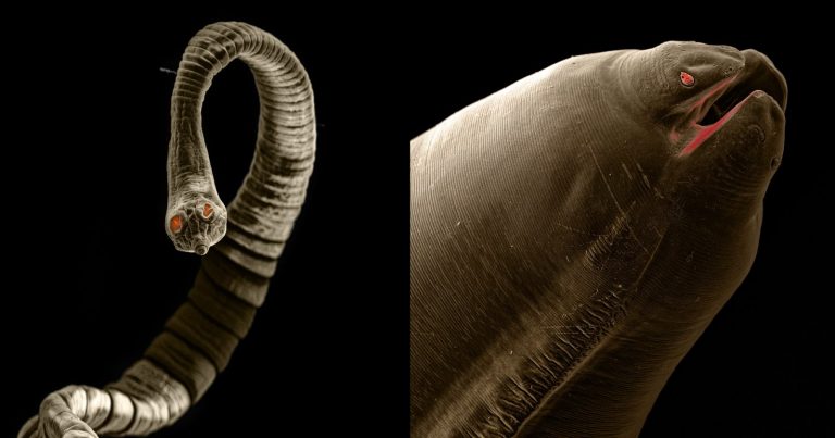 Photographer Captures the Terrifying Parasitic Worms That Live Inside Pets