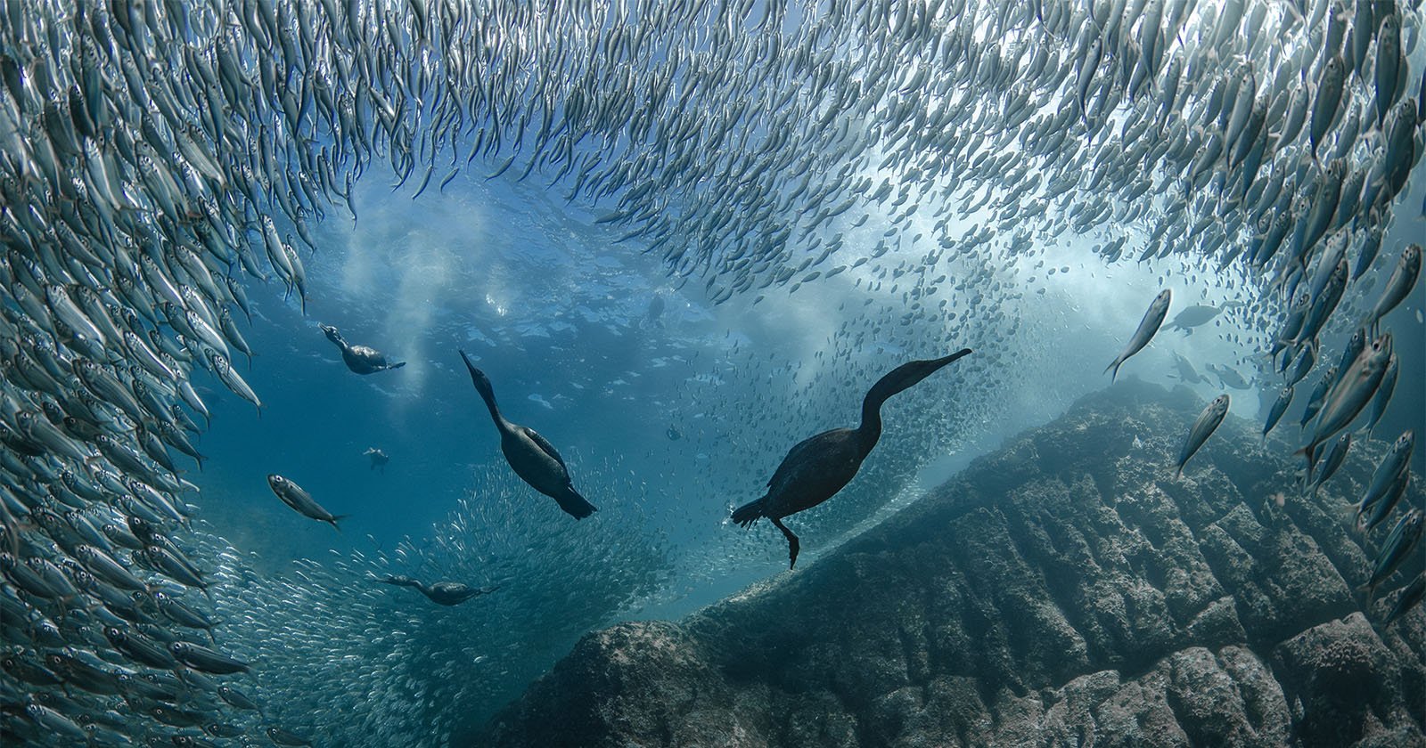 15 World Ocean Day Photo Contest Winners Show the Beauty of the Sea