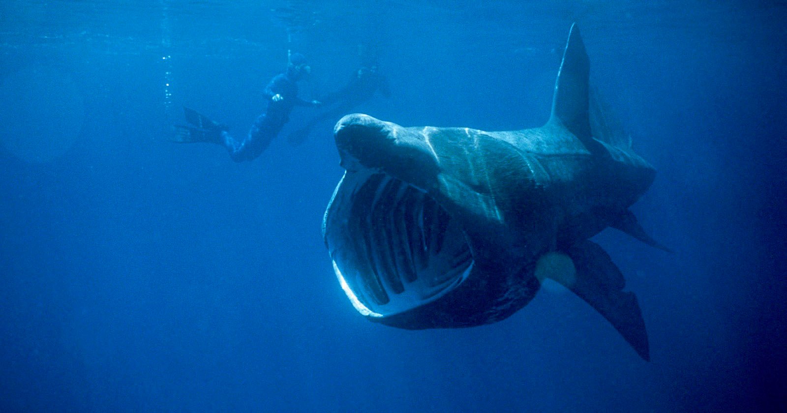 Shark Being Struck by Boat Caught on Camera for First Time