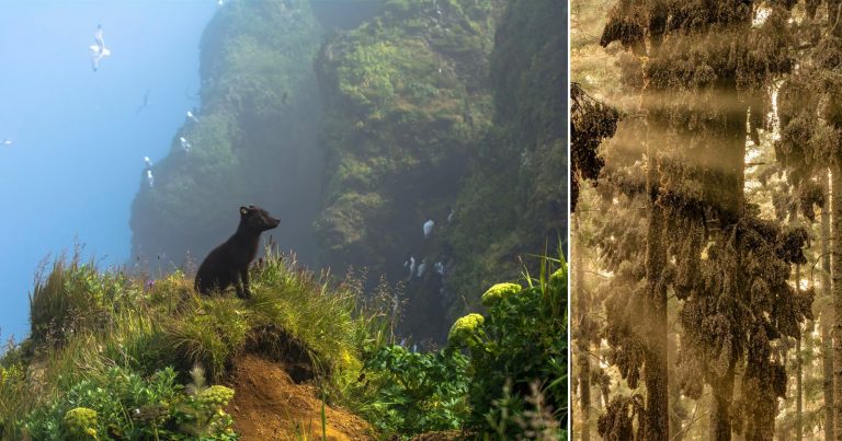 Stunning Photo Competition Shines a Light on Earth’s Amazing Biodiversity