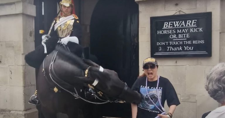 Photo-Seeking Tourist Gets Bitten by King’s Horse and Then Faints