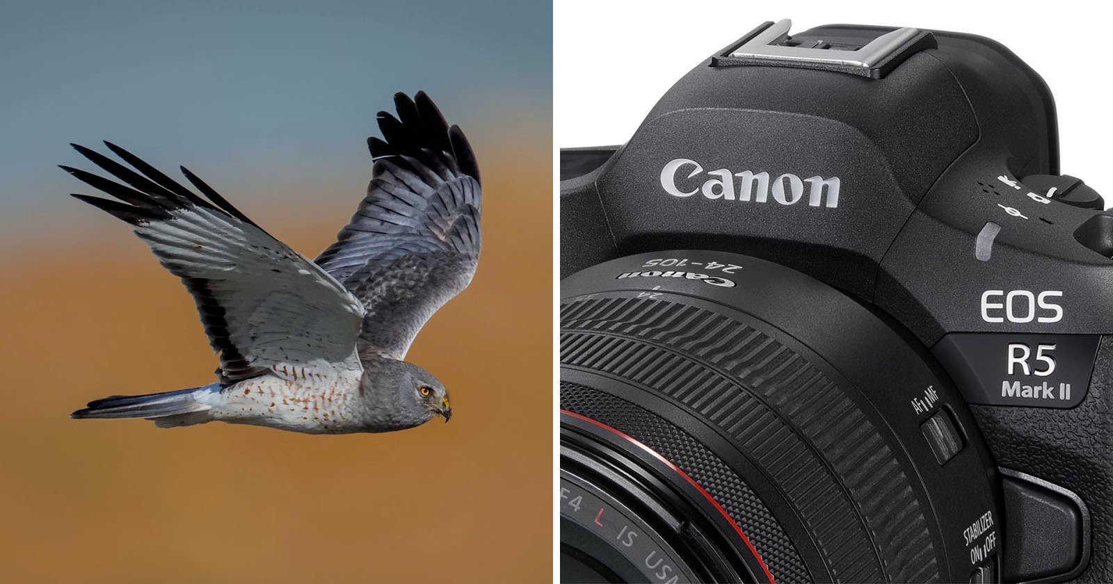 The Canon R5 II is Shaping Up to be a Heck of a Wildlife Camera