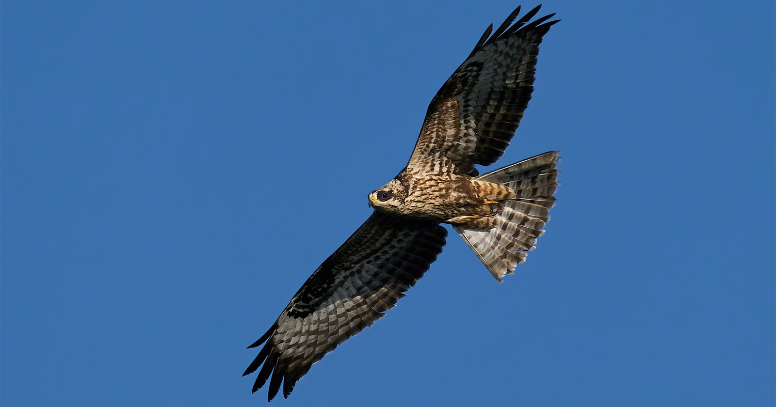 Photographer Found Guilty of Disturbing Extremely Rare Bird of Prey