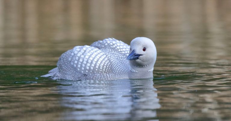 Photographer Reunites With Rare White Loon After Years of Searching