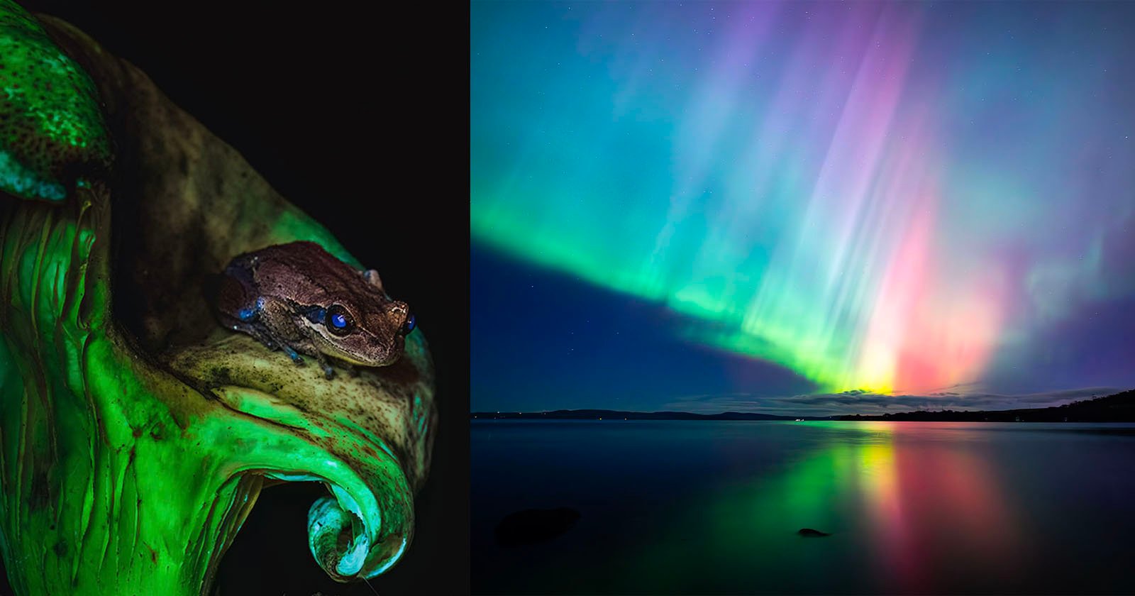 Glowing Frog on a Glowing Mushroom Wins Science Photo Competition