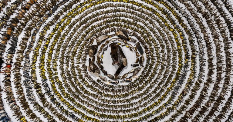 Poignant Image of 4,000 Birds That Died Colliding With Buildings Wins Bird Photographer of the Year