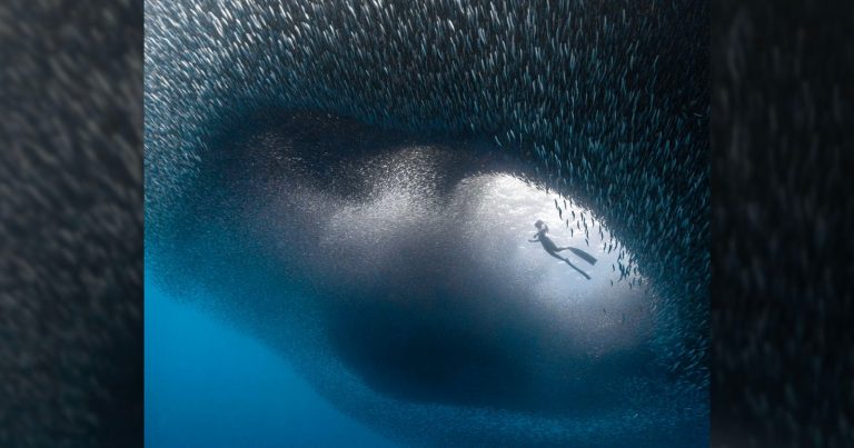 Diver in a Swirl of Marine Life is One of the Best Photos of the Year