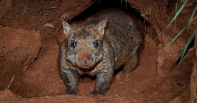 Camera Trap Captures Rare Meeting Between Wombat and Echidna