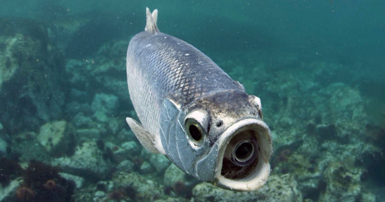 A Robotic Fish Camera Filmed Herring By Following Their Farts