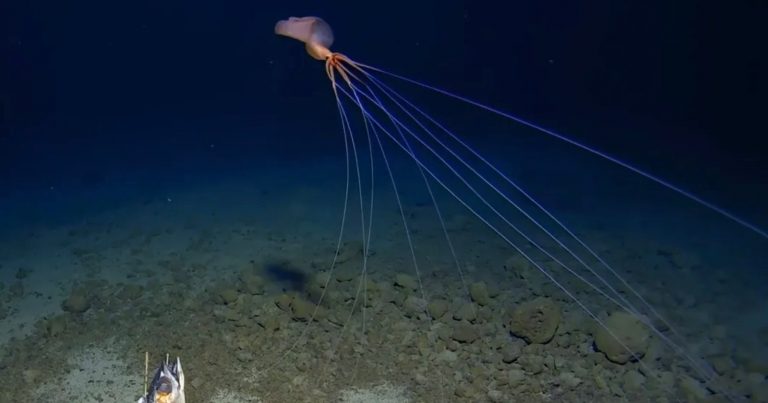 Giant Bigfin Squid Filmed Walking Around on its 13-Foot-Long Tentacles