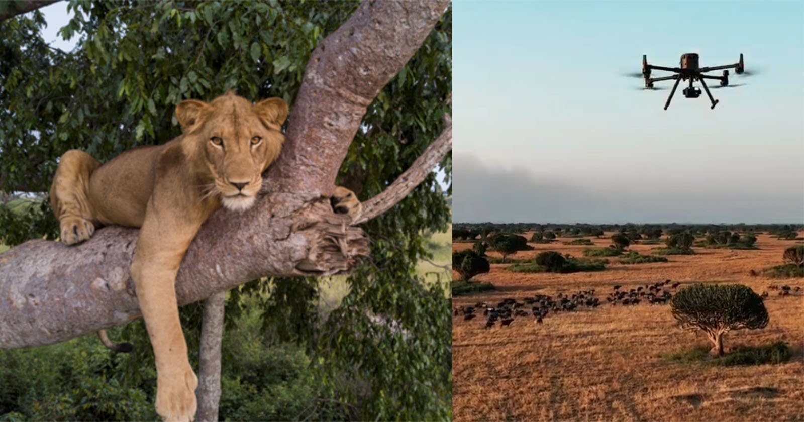 How Wildlife Researchers Use Drones to Research and Protect African Lions