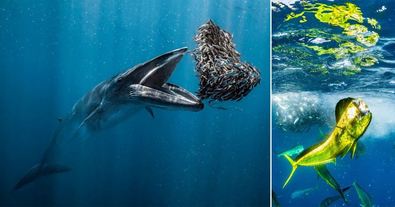 The Beautiful Images That Won Ocean Photographer of the Year 2024