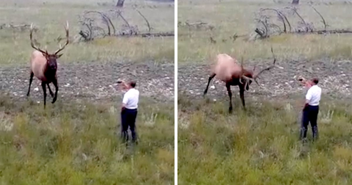 Yellowstone Park Officials Warn Photographers To Stay Away From Elk