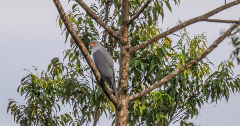 Photographer Captures First-Ever Image of Bird of Prey ‘Lost’ for 55 Years