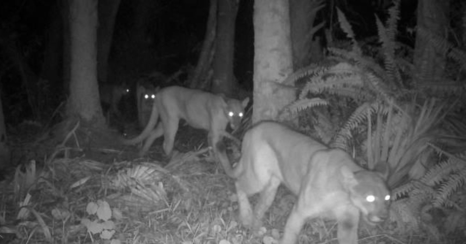 Trail Camera Captures Rare Images of Family of Endangered Florida Panthers