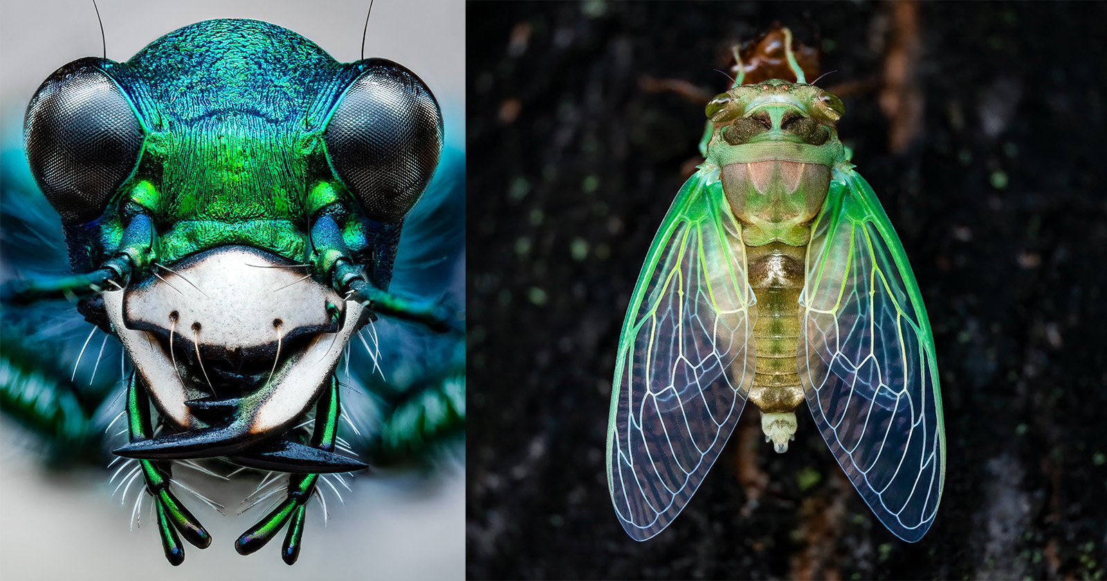 How to Capture Better Macro Wildlife Photographs