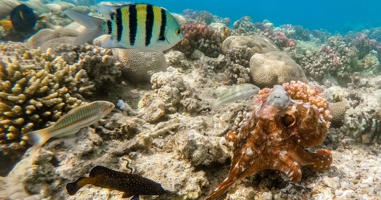 Underwater Camera Catches Octopuses Punching Fish Out of Spite