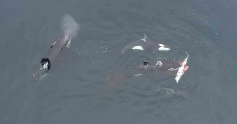 Drone Footage Shows Orcas Hunting and Eating Dusky Dolphins for First Time