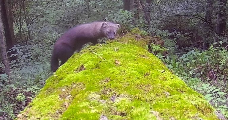 Trail Camera Captures Images of Rarely-Seen ‘Fisher’