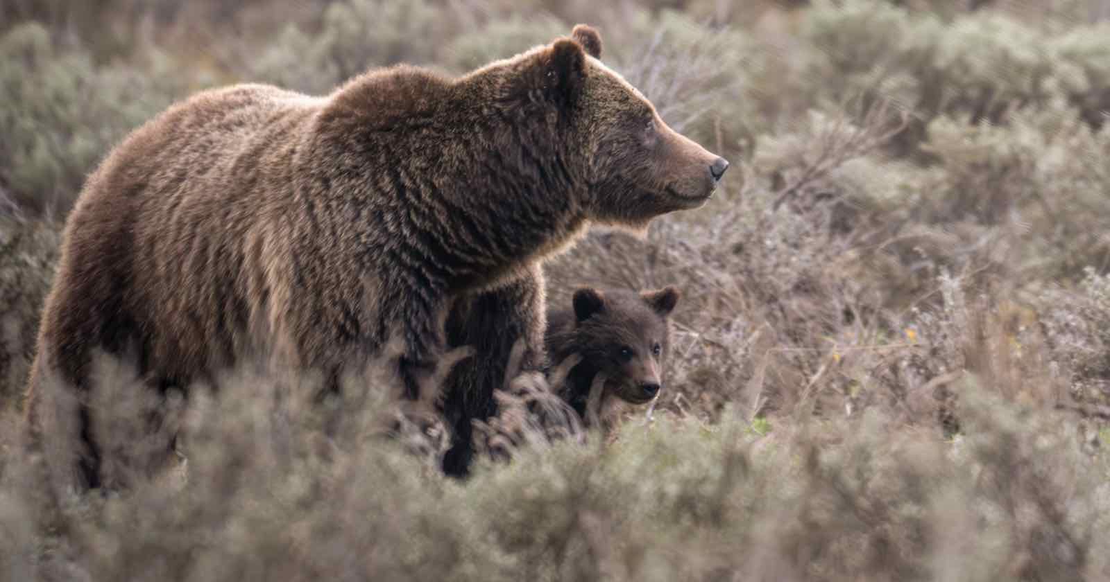 ‘World’s Most Photographed Bear’ Grizzly 399 Killed in Car Accident