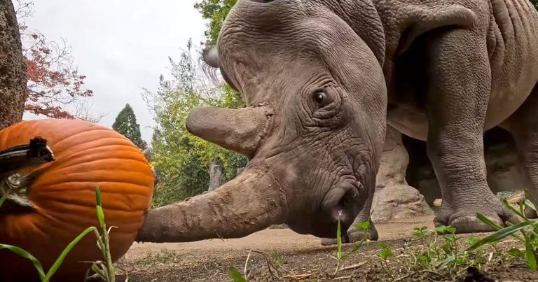 Rhinos Get In the Halloween Spirit by Adorably Goring Pumpkins