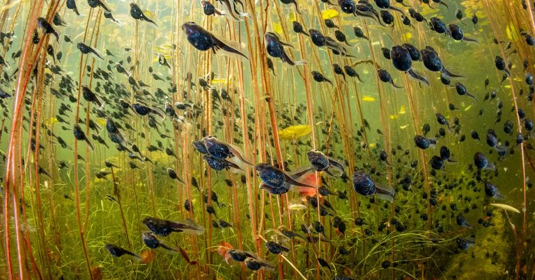 Whimsical Tadpole Swarm Wins Prestigious Wildlife Photographer of the Year 2024 Contest