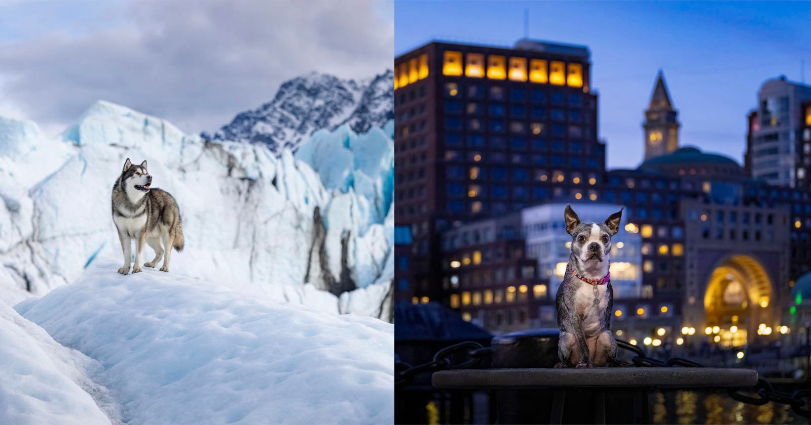 Photographer Travels the World Capturing Dogs in Their Ancestral Homeland