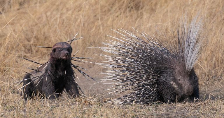 The Final 25 Images of Wildlife Photographer of the Year People’s Choice Award 2024